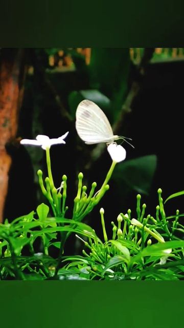 White butterfly on white flower #assam #leptosia_nina #butterflyshorts #species #nature #white смотреть онлайн