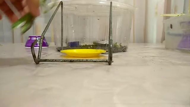 Квест для богомола. Богомол Суперспиди смотреть онлайн