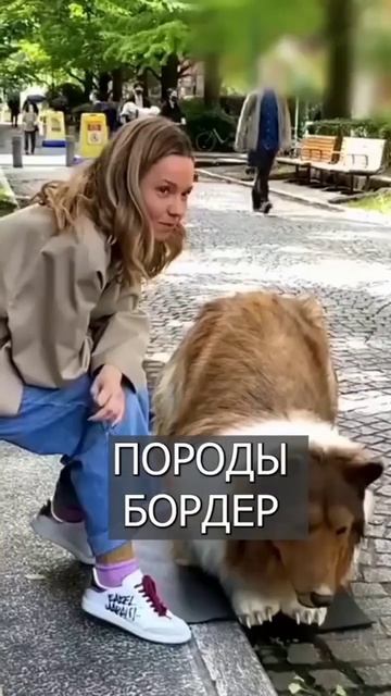 Мужчина из Японии, потратил 20000$ на то, чтоб стать собакой. смотреть онлайн