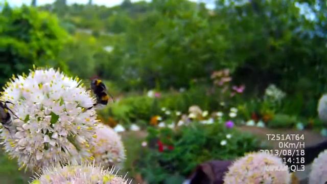 Волшебные путешествия с животочными