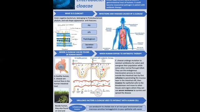 Project module 4a- Enterobacter cloacae- Hang Le смотреть онлайн