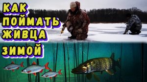 Как поймать живца зимой.