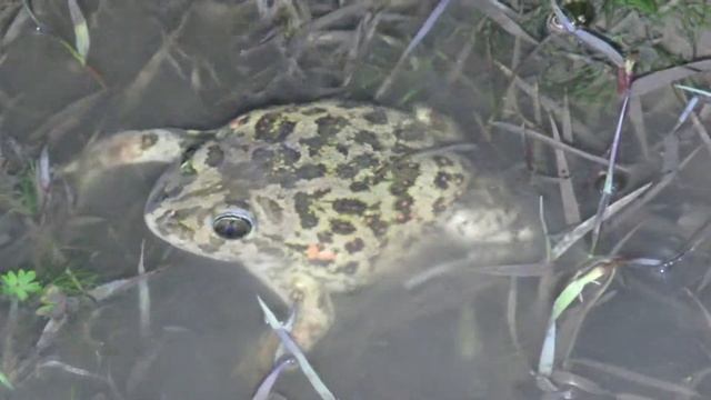 Πηλοβάτης Pelobates syriacus by Kiriakos Galanis MVI 9874 смотреть онлайн