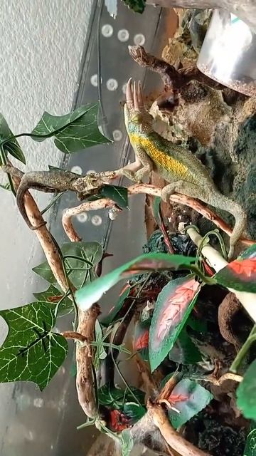 Camaleon Jackson rainbow... iniciando cortejo смотреть онлайн