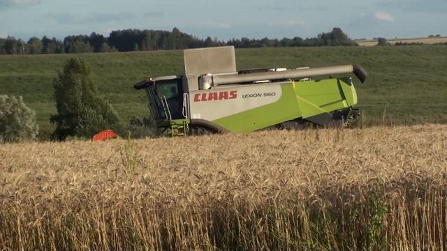 LEXION 560, уборка пшеницы. смотреть онлайн
