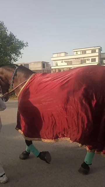 Zuljinah Shia horse#viral смотреть онлайн