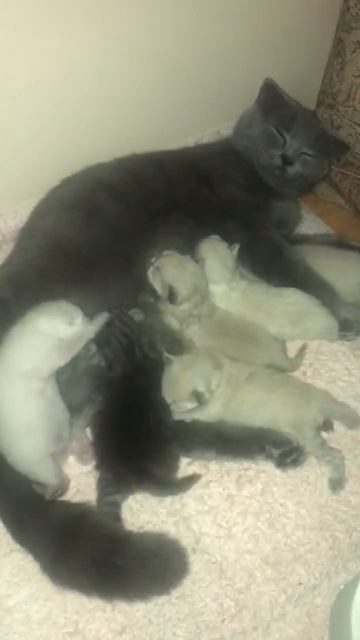 борьба за еду 🤨 kedi 🐈 cat #shorts смотреть онлайн