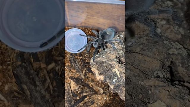 Grammostola pulcra female:) смотреть онлайн