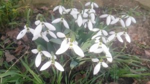 Подснежники: как выглядят и где растут