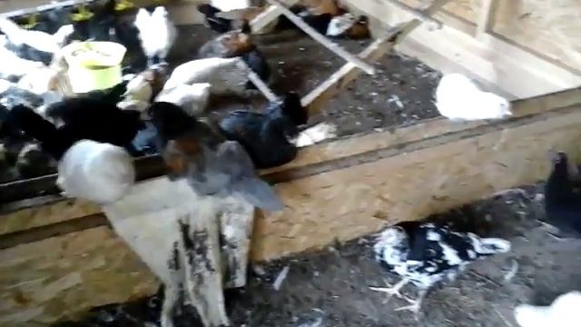 Цыплята разные 2 месяца смотреть онлайн