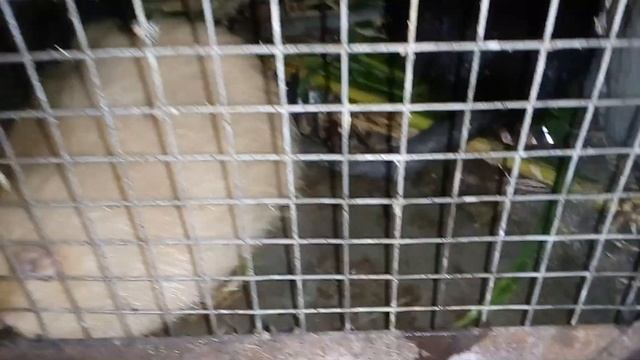 Підсадочний спосіб парування нутрій. На другий день після щеніння. 18+ смотреть онлайн