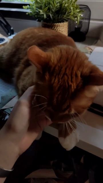 Интересный факт ☝️ смотреть онлайн