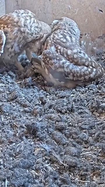 Short: little owl nestlings play fight by kissing each other смотреть онлайн