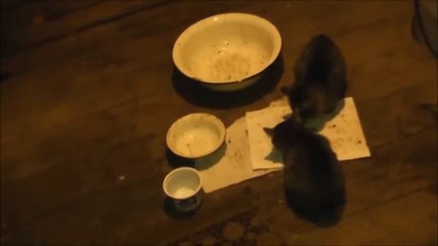 Как живут приблудившиеся котята в заброшенной деревне! Часть-6.🙀😺😼 смотреть онлайн