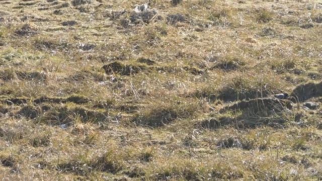 Скворцы Обеденный перерыв смотреть онлайн