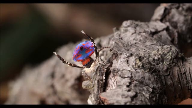 Maratus madelineae смотреть онлайн