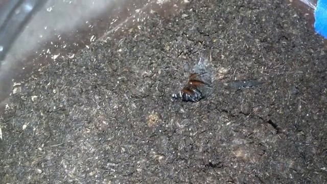 Myrmekiaphila or Florida red Trapdoor смотреть онлайн