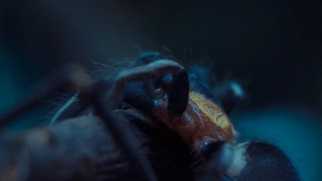 Opis gatunkowy - Cyriocosmus elegans смотреть онлайн