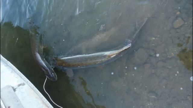 Рыбалка троллингом на реке . Воблеры из Китая. (фото отчет) смотреть онлайн