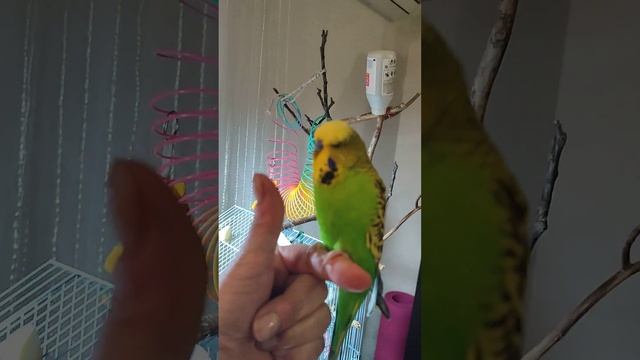 Воинствующий Петрушик.Боюсь боюсь смотреть онлайн