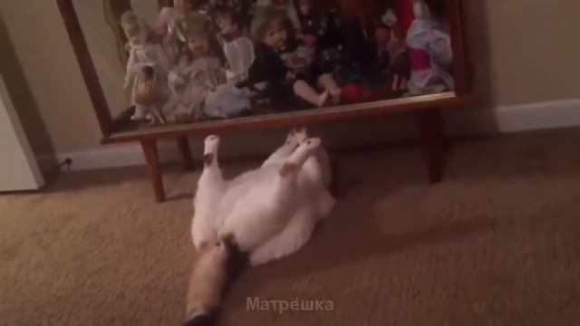 Funny Animal Planet compilation . В Мире Забавных Животных. Приколешки от Матрешки. смотреть онлайн