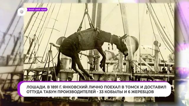 Знай свой край / Лошадь Янковского смотреть онлайн