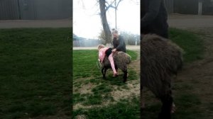 Верхом на баране!