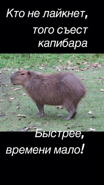 #мемы #shorts #капибара смотреть онлайн