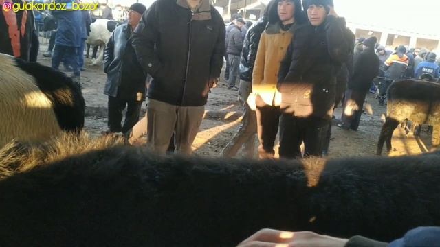 Молбозор Спитамен Нов.Бокма Гуножин Ва Новвослар Нархлари. смотреть онлайн
