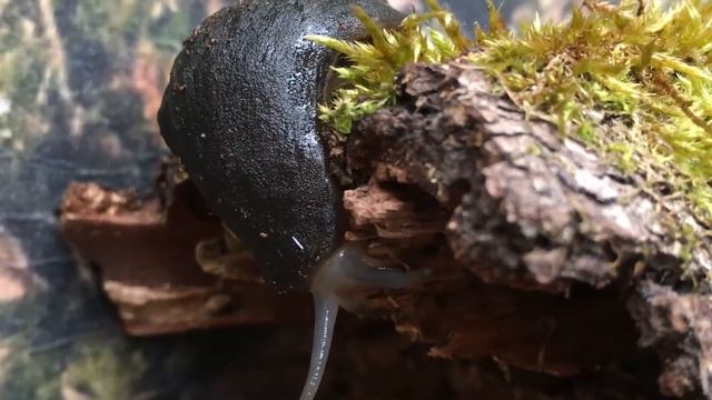 Leatherleaf slug смотреть онлайн