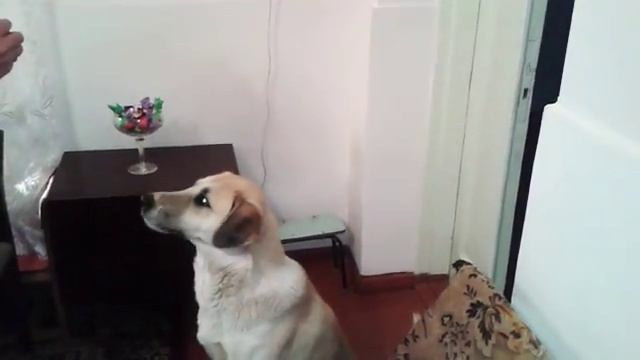 Учимся говорить смотреть онлайн