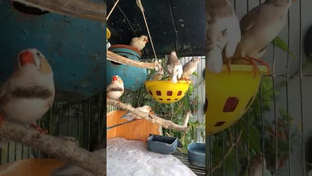 🔴Live | Birds for cats to watch | Zebra finch | #birds #zebrafinch #live #bird #finch #finches #yt смотреть онлайн