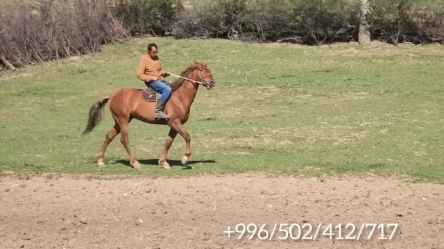 Аттар сатылып кетти смотреть онлайн