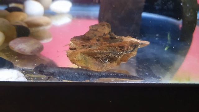 Nuevo acuario para los TRITONES VIENTRE DE FUEGO смотреть онлайн