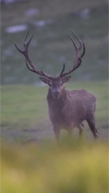 #Deer#shorts#photography#wildlife#nature#animals#viral#love#amazing# смотреть онлайн