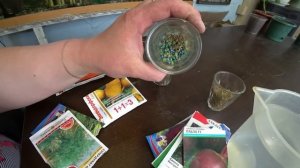 Подготовка семян моркови и свеклы к посеву