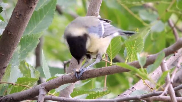 Parus major | Большая синица | Great Tit смотреть онлайн