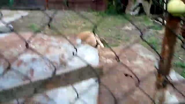 Тихий час у телят! смотреть онлайн