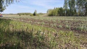Боронование чеснока мотоблоком.