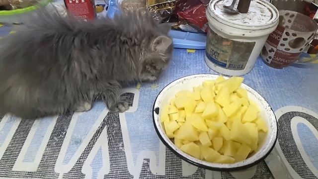 киса ест картошку смотреть онлайн