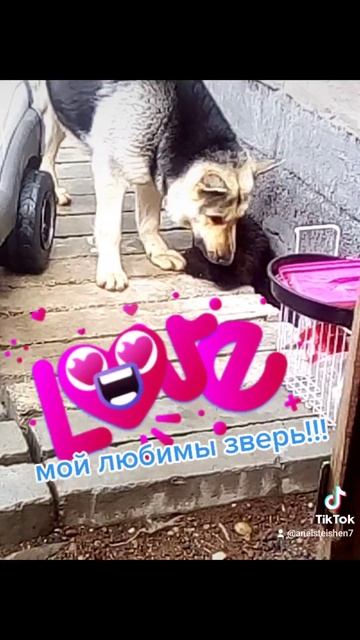 восточноевропейская овчарка(чистокровный) смотреть онлайн