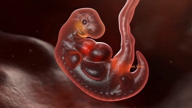 गर्भ का दूसरा महीना | 2nd Month of Pregnancy baby Growth, in Hindi | Pink Glow смотреть онлайн