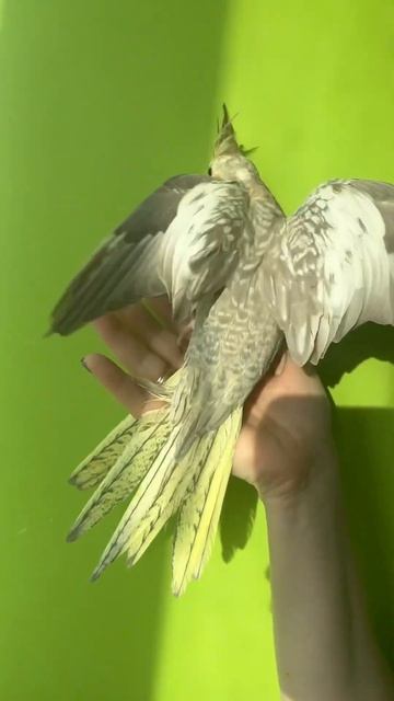 «Кореллы от заводчицы Ларьи ( Данечка). Щекастый перловый Корица смотреть онлайн
