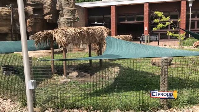 Peoria Zoo heat смотреть онлайн