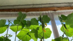 Как формировать огурцы в домашних условиях