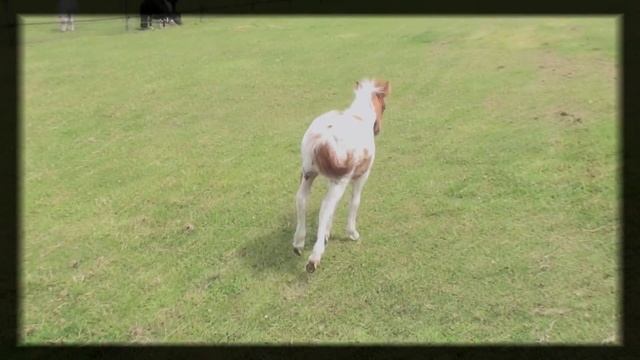 This song is about you... {puk & Daisy} смотреть онлайн