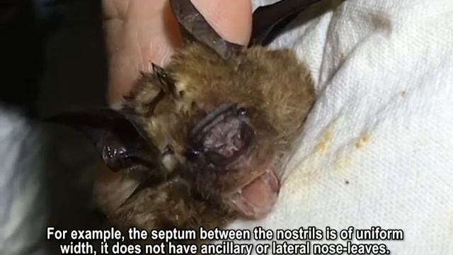 Hipposideros bicolor смотреть онлайн