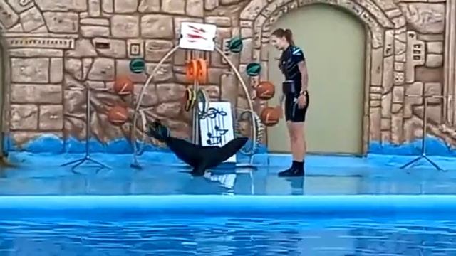 Дельфинарий Адлера. Июнь2022. Морской котик. смотреть онлайн