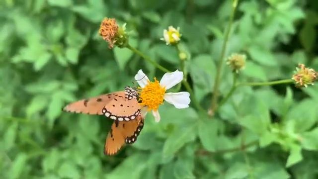 Tawny Coster in action at the RGS Butterfly Garden смотреть онлайн