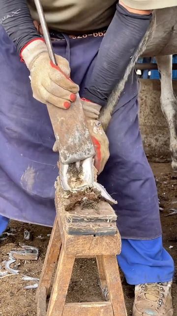 Smooth, smooth and clean Asian donkey hooves #asmr #hoof #trimmer #donkey #farming #hoover смотреть онлайн